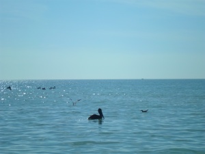 Gulf of Mexico and pelican